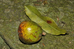 Chrysophyllum roxburghii